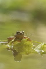 European Frog on submerged leaf - France
