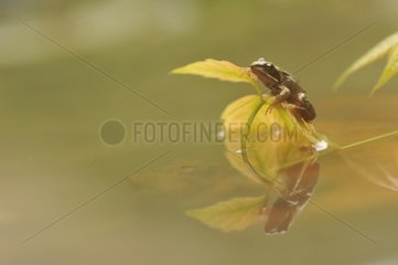 European Frog on submerged leaf - France