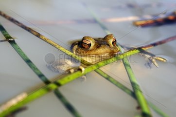 Common toad male in a pond Bocage Bourbonnais France