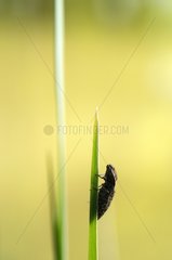 Click Beetle on grass near a pond France
