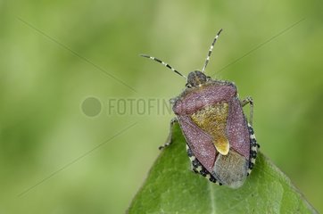 Shield-bug on a leaf in a meadow France