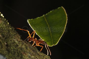 Leaf cutter ant carrying leaves in Colombia