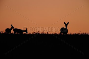 Deer silhouettes at dusk