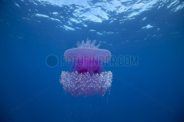 Jellyfish drifting off Rangiroa Tuamotu