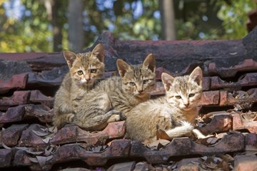 Young cats lying on a rooftop India