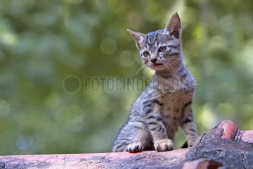Young cat sitting on a rooftop India