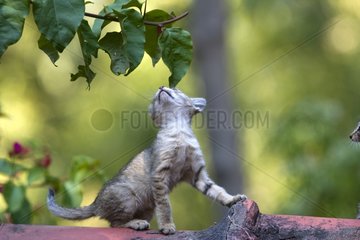 Kitten smelling leaves on a roof India