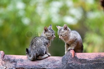 Young cats sitting on a rooftop India