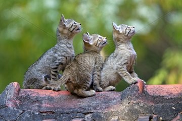 Young cats sitting on a rooftop India