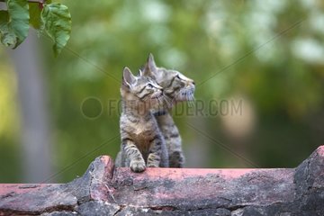 She-cat and young sitting on a rooftop India