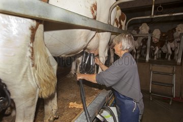 Milking of cows in an organic farm Jura France