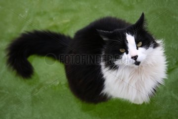 Black and white cat with long hair sitting on frozen water