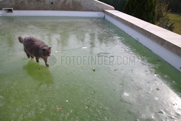 Grey Cat walking on the frozen water of a swimming pool
