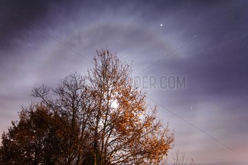 Lunar halo on top of a tree
