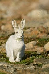 Arctic hare eating grass Carlsberg Fjord Greenland