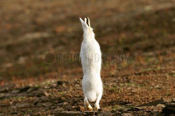 Arctic Hare standing up Carlsberg Fjord Greenland