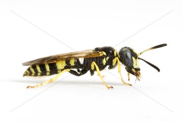 Solitary wasp male on white background