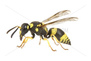 Potter wasp female on white background