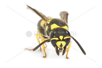 Potter wasp female on white background