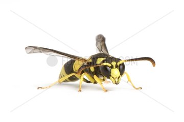 Potter wasp male on white background