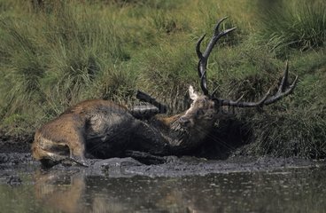 Red Deer Hirsch im Schlamm GroÃŸbritannien