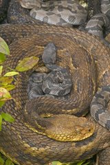 Young Timber rattlesnake amongst females USA