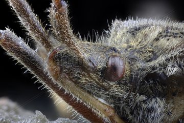 Portrait of western conifer seed bug - France