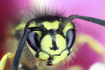 Portrait of Wasp - France