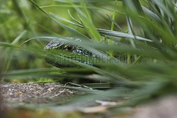 Lizard hidden in the grass - France
