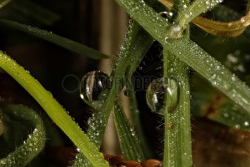 Dewdrops on grass - France