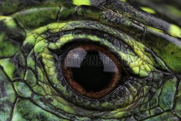 Eye of lizard - France