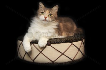 Cat lying on a cushion on a black background