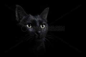 Portrait of black cat on black background