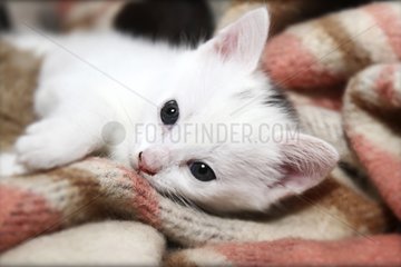 Kitten lying on blanket