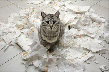 Chat and household paper shredded