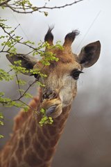 Portrait of a giraffe eating leaves PN Kruger RSA