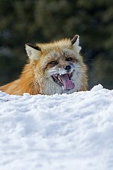 Red fox in winter Montana USA