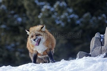 Red fox in the snow in winter Montana USA