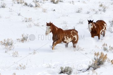 Two Horse Quarter in Wyoming in winter USA
