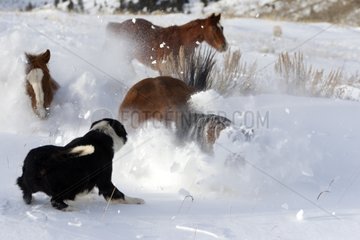 Horses Quarter and dog in Wyoming in winter USA
