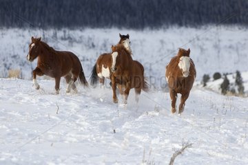Horses Quarter in Wyoming in winter USA