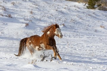 Quarter Horse galloping in the snow in winter Wyoming USA