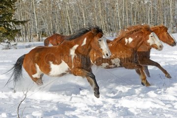 Quarter Horses galloping in the snow in winter Wyoming USA