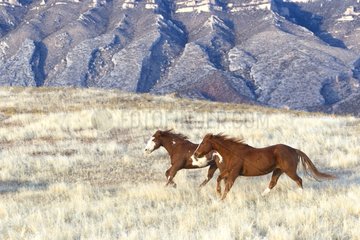 Quarter Horses galloping in winter Wyoming USA