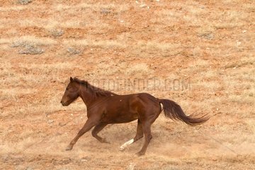 Quarter Horse galloping in the meadow Wyoming USA