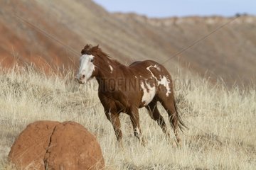 Quarter Horse in the meadow in the Wyoming USA