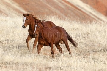 Quarter Horses in the meadow in the Wyoming USA