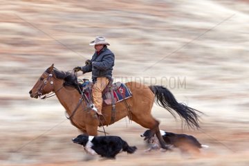 Cowboy on his Quarter Horse galloping with dogs USA