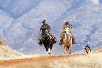 Cowboys on their Quarter Horse in the Wyoming USA