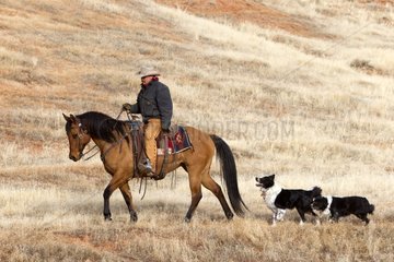 Cowboy with his dogs in the Wyoming USA